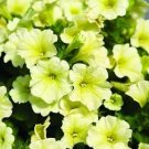 'Xihe Lv' Fully Green Petunia Annual Flowers 200 PCS Seeds