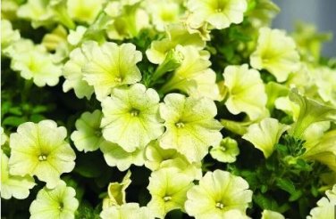 'Xihe Lv' Fully Green Petunia Annual Flowers 200 PCS Seeds