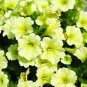 'Xihe Lv' Fully Green Petunia Annual Flowers 200 PCS Seeds