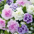 'Xin Hun' Colorful Petunia 200 PCS Seeds
