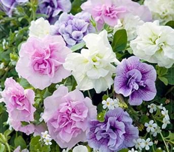 'Xin Hun' Colorful Petunia 200 PCS Seeds