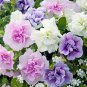 'Xin Hun' Colorful Petunia 200 PCS Seeds