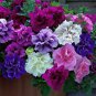 'Xin Hun' Colorful Petunia 200 PCS Seeds