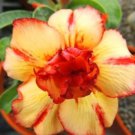 'Yellow Face' Yellow Desert Rose with Red Stripe Flower 2 PCS Seeds 'Yellow Face' Yellow Desert Rose with Red Stripe Flower 2 PCS Seeds
