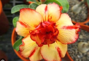 'Yellow Face' Yellow Desert Rose with Red Stripe Flower 2 PCS Seeds