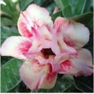 'Yellow Fragrance' Adenium Desert Rose 2 PCS Seeds 'Yellow Fragrance' Adenium Desert Rose 2 PCS Seeds