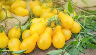 'Yellow Pear' Organic Heirloom Tomato 100 PCS Seeds
