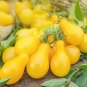 'Yellow Pear' Organic Heirloom Tomato 100 PCS Seeds