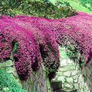 Creeping Thyme Seeds or Blue ROCK CRESS 100 PCS Seeds Creeping Thyme Seeds or Blue ROCK CRESS 100 PCS Seeds