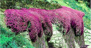 Creeping Thyme Seeds or Blue ROCK CRESS 100 PCS Seeds