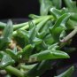Dolphin Succulent 100 PCS Seeds