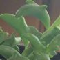 Dolphin Succulent 100 PCS Seeds