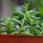 Dolphin Succulent 100 PCS Seeds