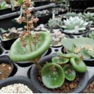 Fresh Real Crassula Umbella Semillas Bonsai Succulents Plant 100 PCS Seeds Fresh Real Crassula Umbella Semillas Bonsai Succulents Plant 100 PCS Seeds