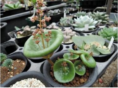 Fresh Real Crassula Umbella Semillas Bonsai Succulents Plant 100 PCS Seeds
