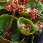 Fresh Real Crassula Umbella Semillas Bonsai Succulents Plant 100 PCS Seeds