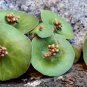 Fresh Real Crassula Umbella Semillas Bonsai Succulents Plant 100 PCS Seeds