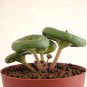 Fresh Real Crassula Umbella Semillas Bonsai Succulents Plant 100 PCS Seeds