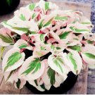 Hosta Flower Perennials white 100 PCS Seeds