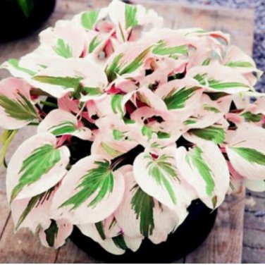 Hosta Flower Perennials white 100 PCS Seeds