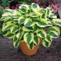Hosta Flower Perennials white 100 PCS Seeds