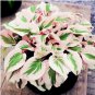 Hosta Flower Perennials white 100 PCS Seeds