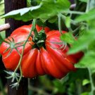'Zapotec Ruffled' Old Rare Mexican Organic Heirloom Tomato 100 PCS Seeds