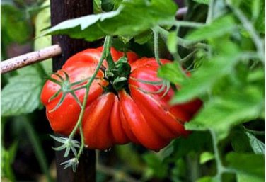 'Zapotec Ruffled' Old Rare Mexican Organic Heirloom Tomato 100 PCS Seeds