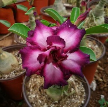 'Zhu Erdu' Pink Dark Red Adenium Desert Rose 2 PCS Seeds