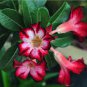'Zhu Erdu' Pink Dark Red Adenium Desert Rose 2 PCS Seeds