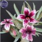 'Zhu Erdu' Pink Dark Red Adenium Desert Rose 2 PCS Seeds