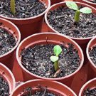 'Zi Shengnv' Adenium Desert Rose 2 PCS Seeds