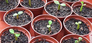'Zi Shengnv' Adenium Desert Rose 2 PCS Seeds