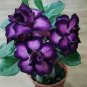 'Zi Shengnv' Adenium Desert Rose 2 PCS Seeds