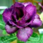 'Zi Shengnv' Adenium Desert Rose 2 PCS Seeds