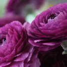 'Zi Yuren' Dark Purple Ranunculus Asiaticus Perennial Flower 20 PCS Seeds