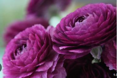 'Zi Yuren' Dark Purple Ranunculus Asiaticus Perennial Flower 20 PCS Seeds