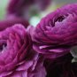 'Zi Yuren' Dark Purple Ranunculus Asiaticus Perennial Flower 20 PCS Seeds