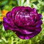 'Zi Yuren' Dark Purple Ranunculus Asiaticus Perennial Flower 20 PCS Seeds