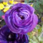 'Zi Yuren' Dark Purple Ranunculus Asiaticus Perennial Flower 20 PCS Seeds