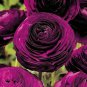 'Zi Yuren' Dark Purple Ranunculus Asiaticus Perennial Flower 20 PCS Seeds