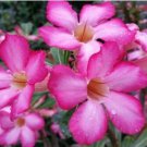 'zi xia xian zi' Adenium Desert Rose 2 PCS Seeds