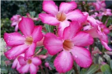 'zi xia xian zi' Adenium Desert Rose 2 PCS Seeds