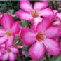'zi xia xian zi' Adenium Desert Rose 2 PCS Seeds