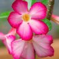 'zi xia xian zi' Adenium Desert Rose 2 PCS Seeds