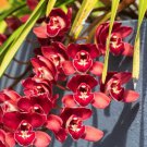 Rare Cymbidium Orchid Plant African Cymbidiums Flores 100 pcs seeds