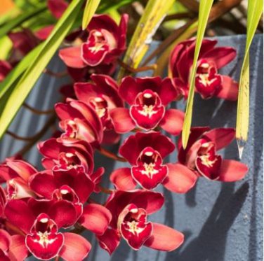 Rare Cymbidium Orchid Plant African Cymbidiums Flores 100 pcs seeds