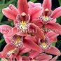 Rare Cymbidium Orchid Plant African Cymbidiums Flores 100 pcs seeds