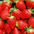 Imported Japanese Red Climbing Strawberry 200 pcs Seeds Imported Japanese Red Climbing Strawberry 200 pcs Seeds