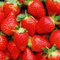 Imported Japanese Red Climbing Strawberry 200 pcs Seeds